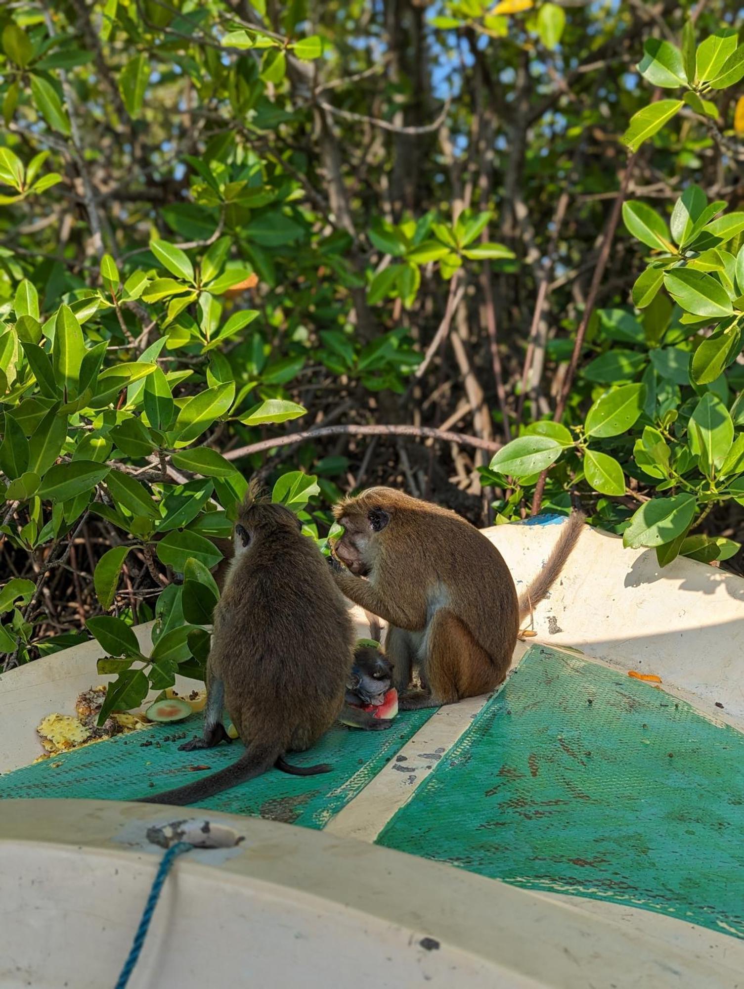 Villa 163 ネゴンボ エクステリア 写真